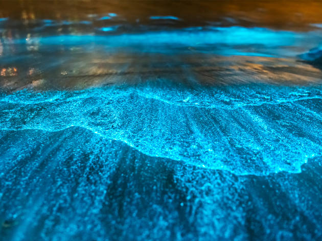 Bioluminiscencia en playas mexicanas Orilla de una playa de noche con el mar iluminado por bioluminiscencia