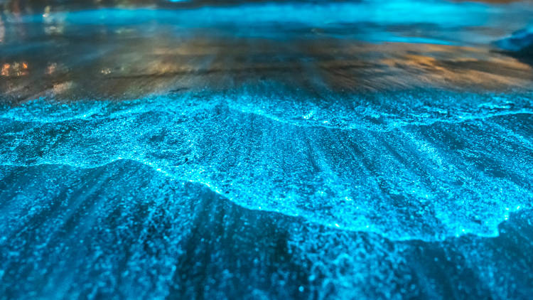 Orilla de una playa de noche con el mar iluminado por bioluminiscencia