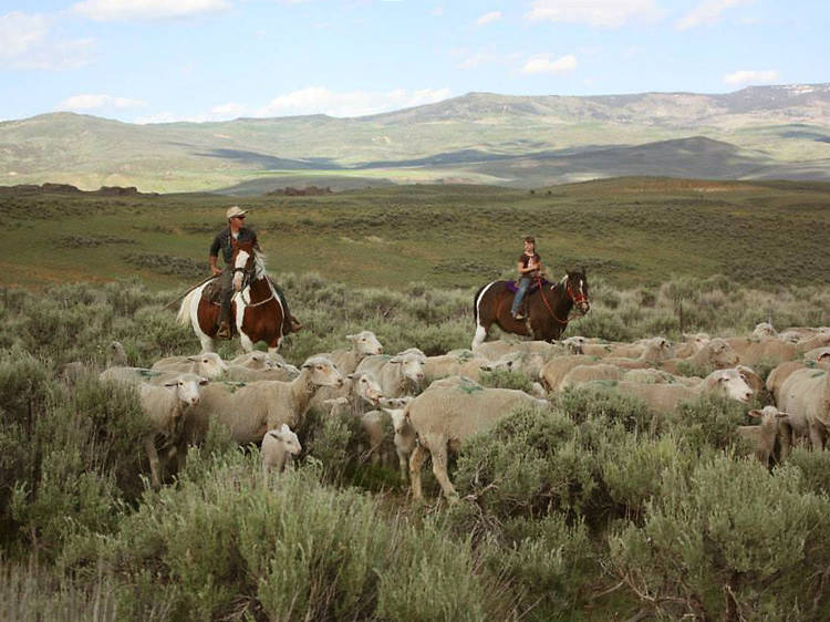 Count sheep during the day and at night at Villard Ranch