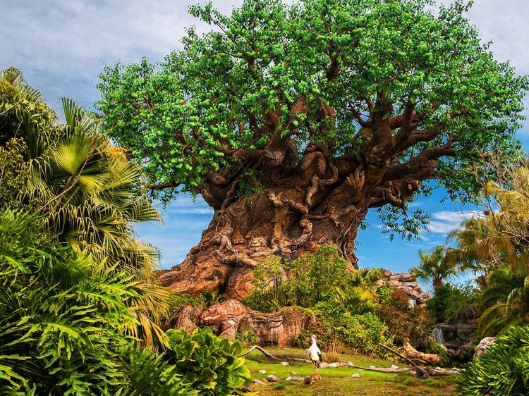 Disney’s Animal Kingdom Theme Park