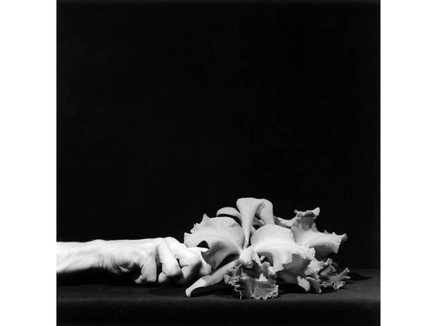 Fotografía de Robert Mapplethorpe Fotografía en blanco y negro de Robert Mapplethorpe. Se encuentra una mano sosteniendo unas flores de manera horizontal.