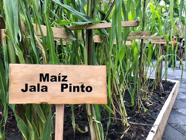 Maíz Tierra de maíces