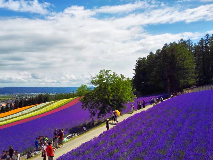 Furano-Biei, Hokkaido 