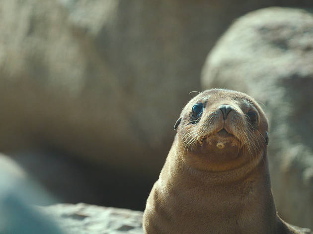 Sea Lions: Life By A Whisker Sea Lions: Life By A Whisker