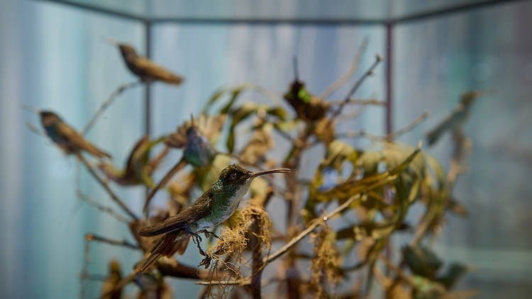 Treasures of the Natural World Melbourne Museum