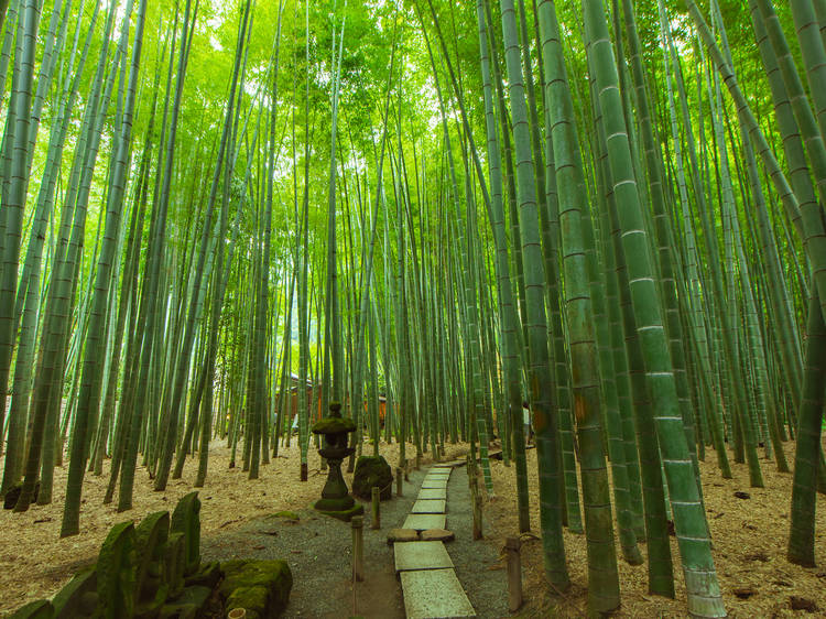 Bamboo garden, Houkoku-ji