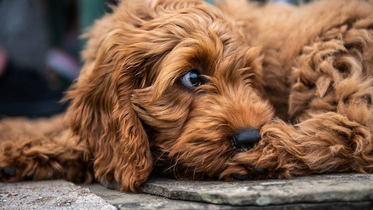 パンデミック以降のニューヨークで最も人気の犬種はコッカプー