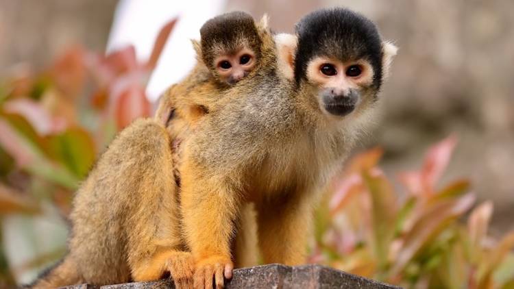 Baby squirrel monkeys at London Zoo