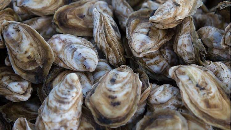 World's Your Oyster Co. offers weekly seafood CSAs