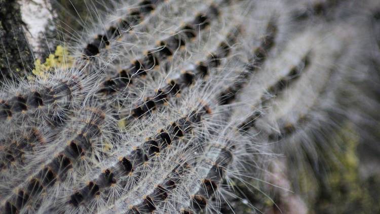 toxic caterpillars on tree bark