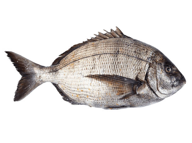 Sargo Peixe, Sargo