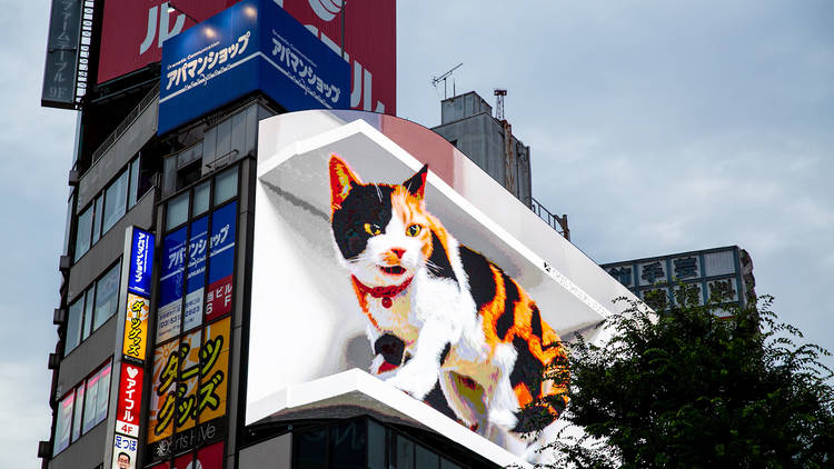 3D cat billboard 