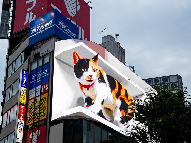 Shinjuku: 3D billboard with a calico cat