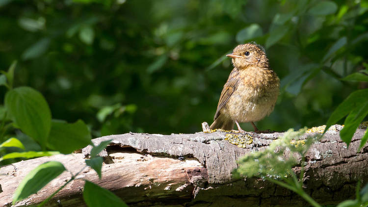 A bird on a branch 