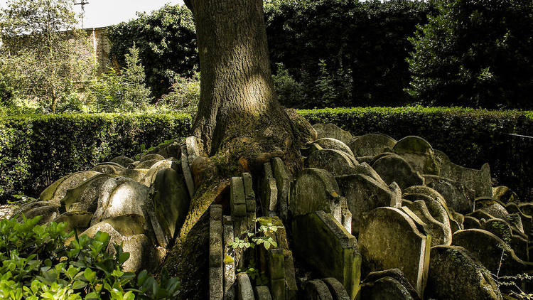 An old tree with grave headstones circling it 