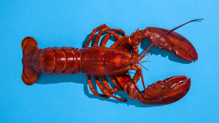 Lobster on a blue background