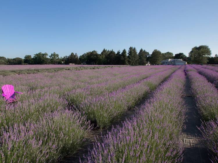 Dried French Lavender Bunches- Set of 2 - New York Lavender by the Bay