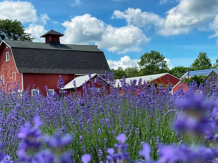 Hidden Spring Lavender