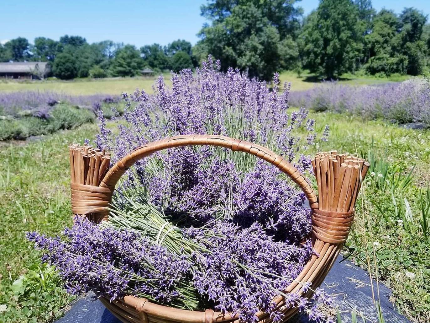 The best lavender fields near New York City
