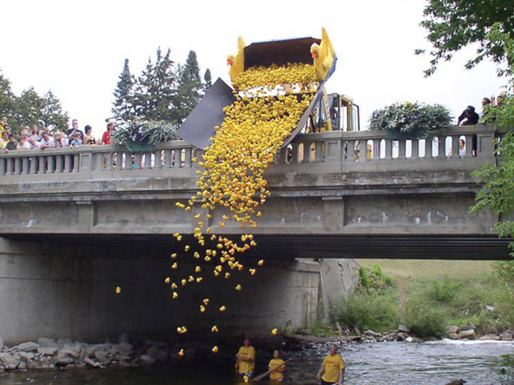 Root for the fastest duck at Rubber Ducky Festival