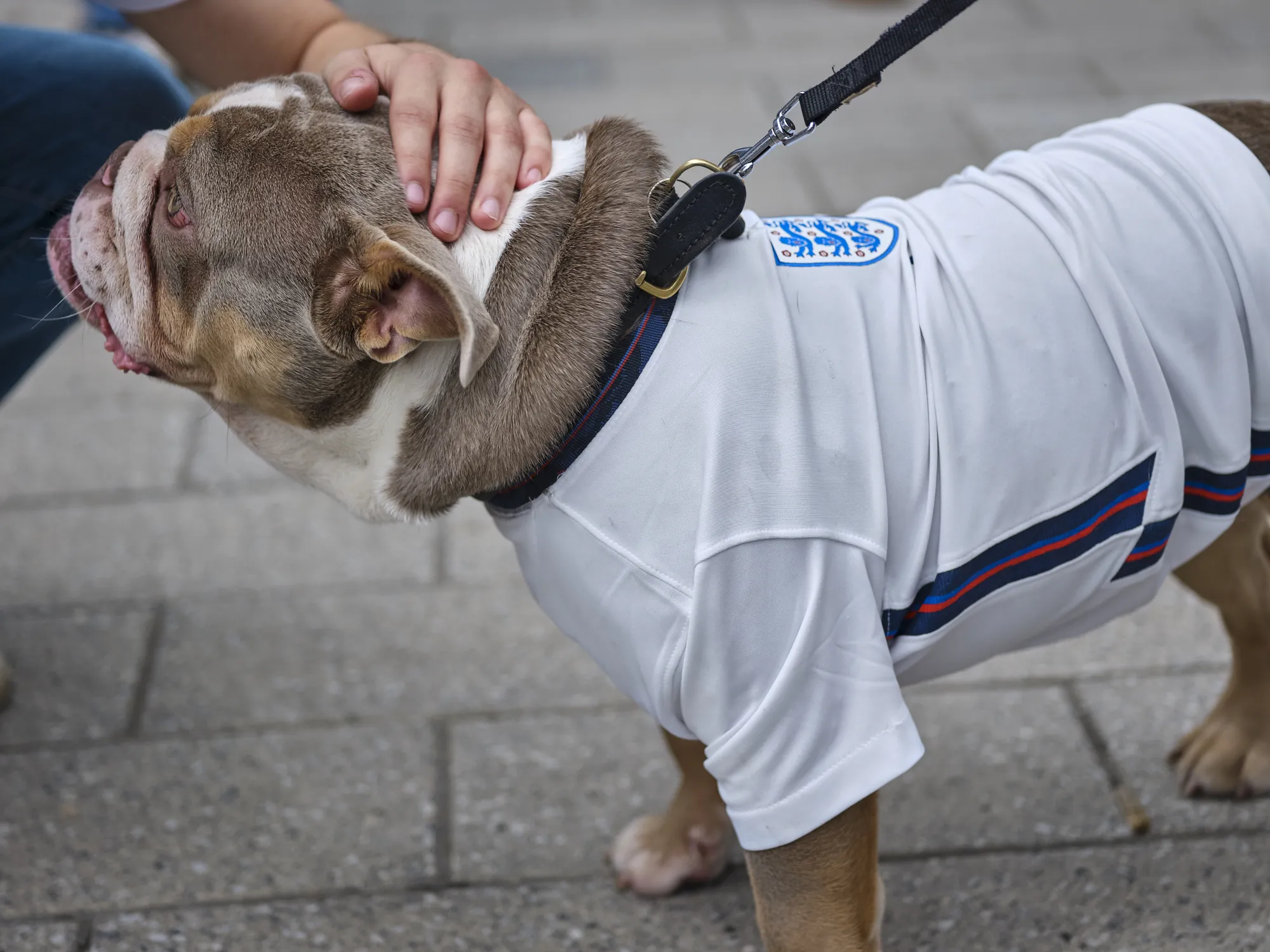 Dog in an England shirt