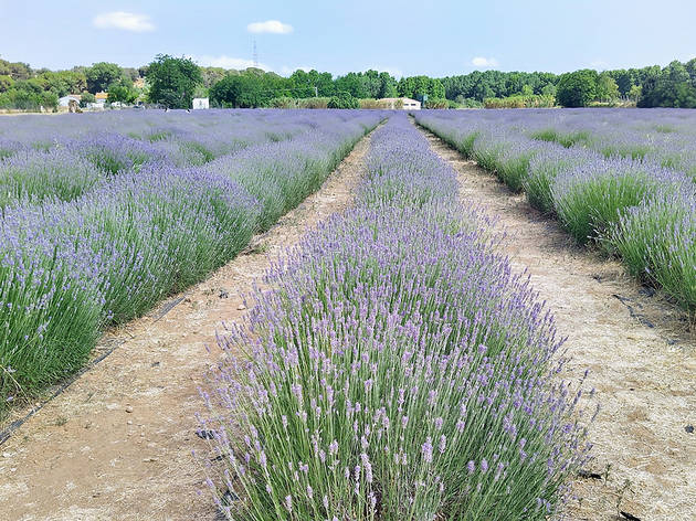 Camp de lavanda Camp de lavanda