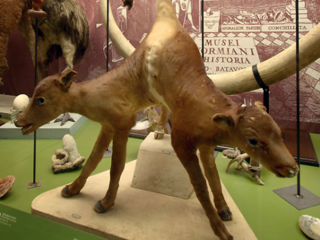 Museu Darder Museu Darder