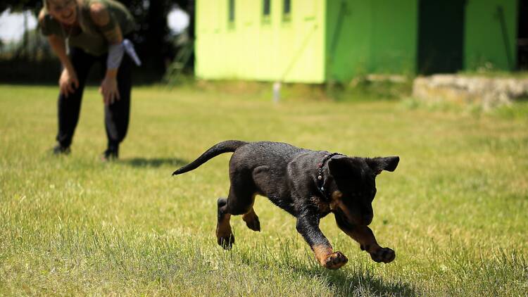 A dog chasing after a toy. A dog chasing after a toy.