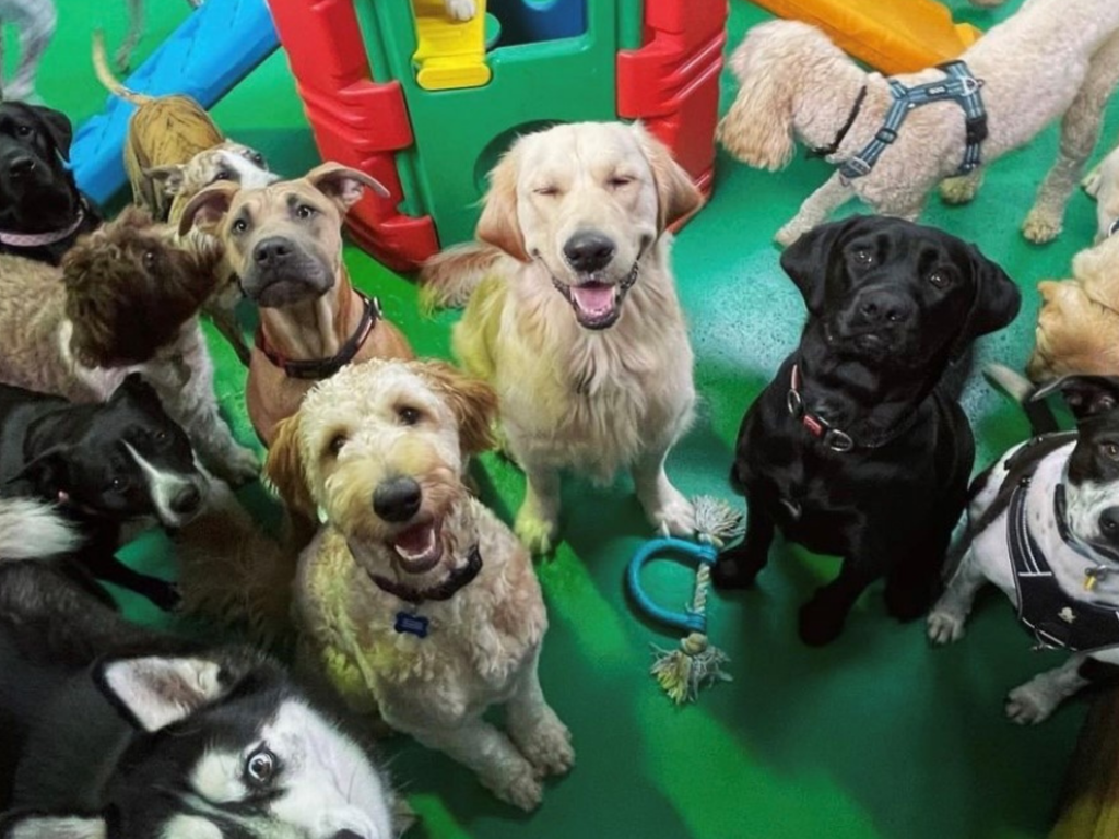 Doggie day cares in Melbourne The best dog day care