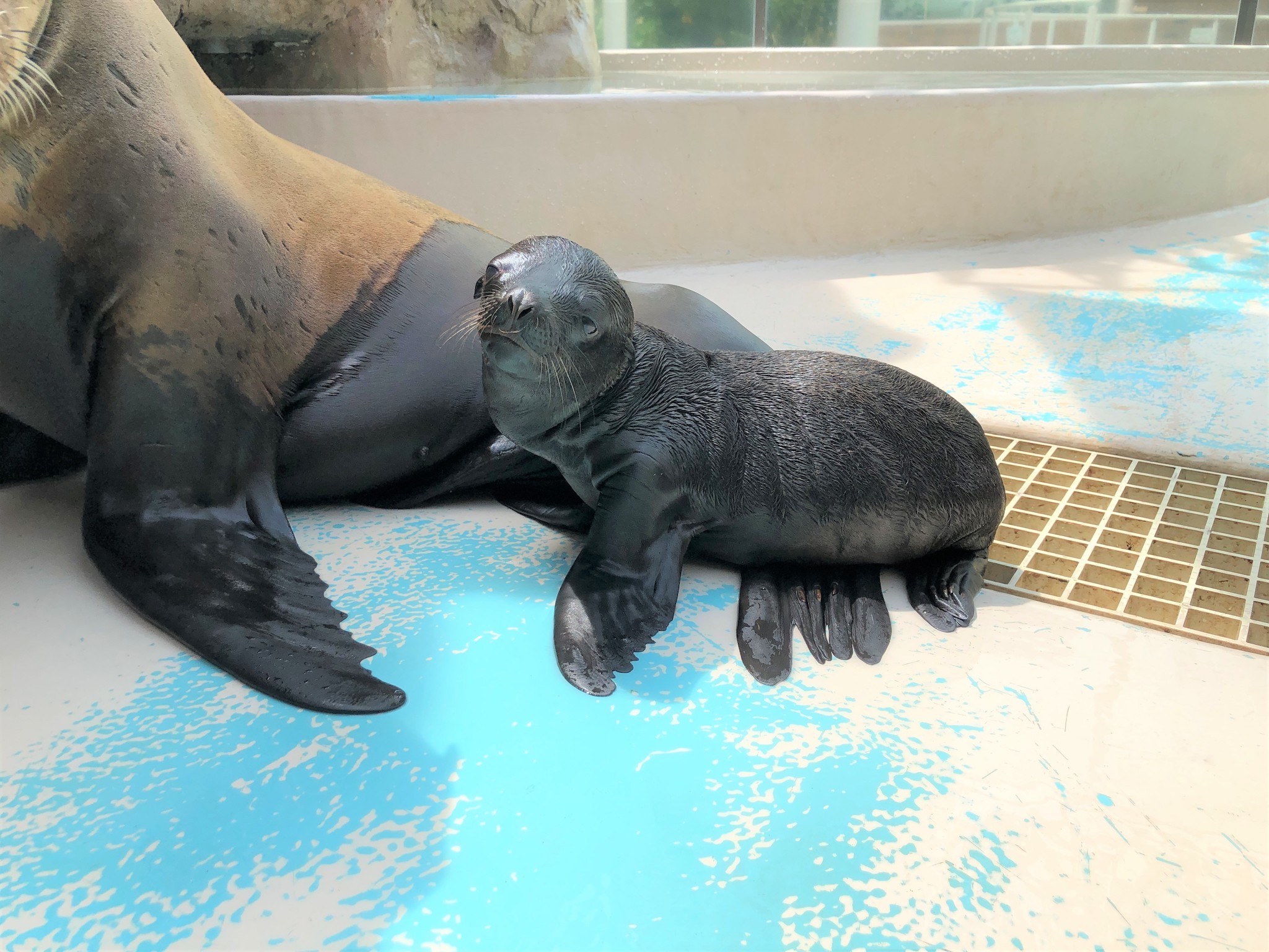 サンシャイン水族館10周年 アシカの赤ちゃんもすくすく成長
