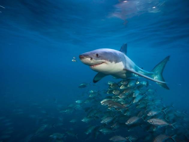 Sharks (Telefonica) Sharks (Telefonica)
