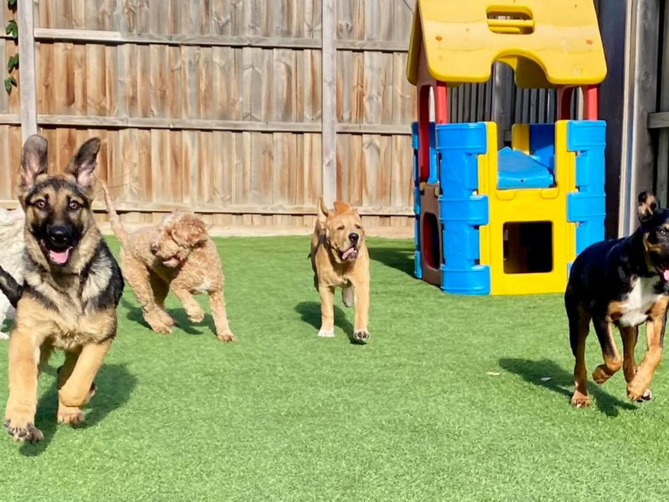 Doggie day cares in Melbourne The best dog day care