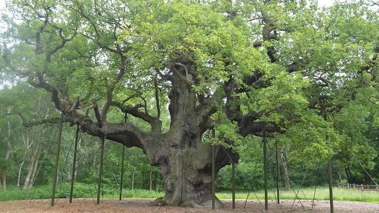 A huge oak tree towers over the forest floor, its branches supported by metal props