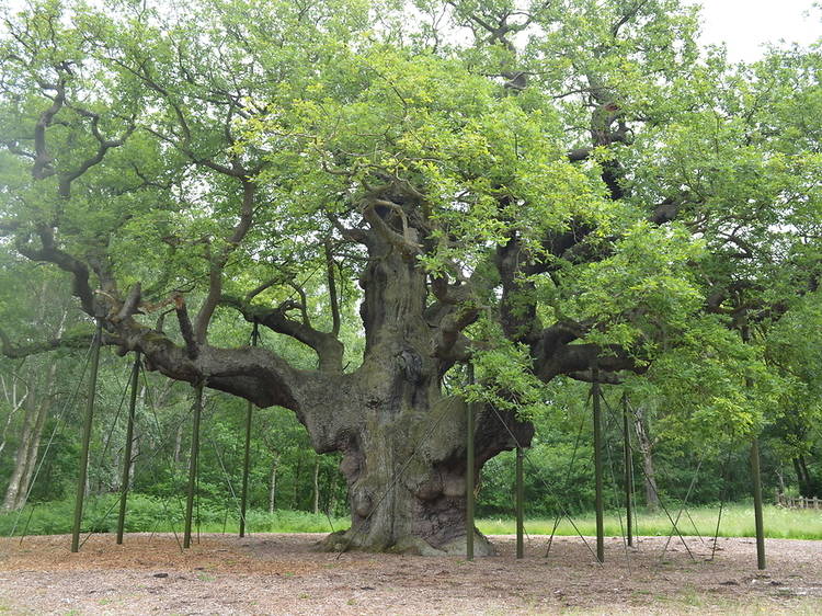 The Major Oak, Sherwood Forest