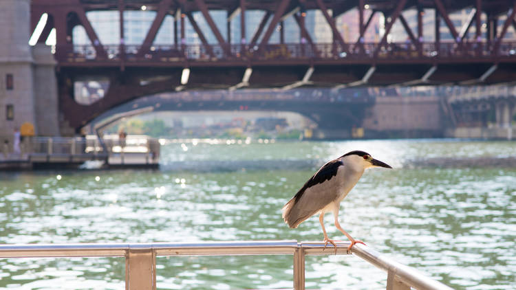 A black-crowned night-heron perched by the Chicago River, downtown Chicago, with the city's beautiful bridges in the background.