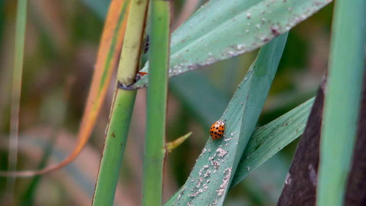 slavonia, slavonija, summer, ljeto, travel, trip, itinerary, ladybug, kopacki, rit