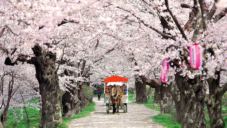 Iwate Tenchochi Park cherry blossoms