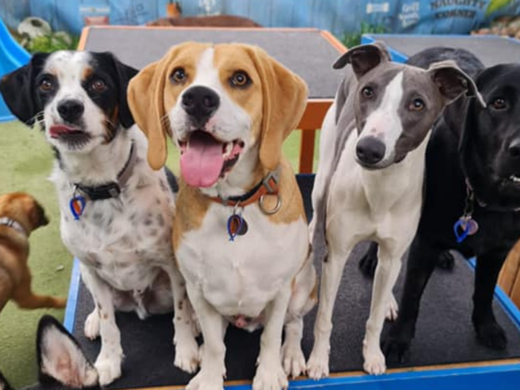 Doggie day cares in Melbourne The best dog day care