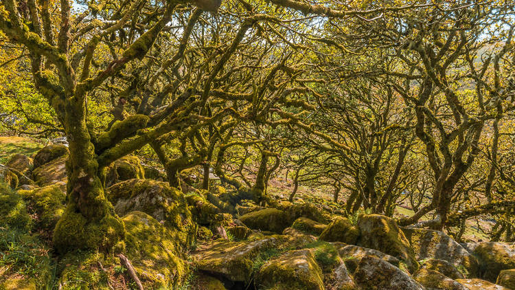 Wistman’s Wood, Devon