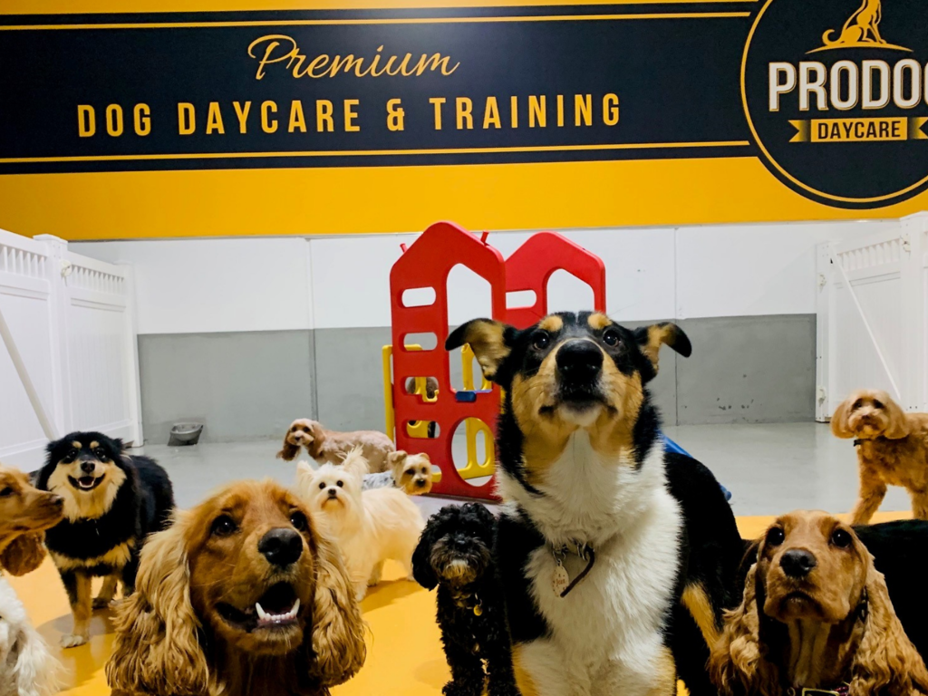 Doggie day cares in Melbourne The best dog day care