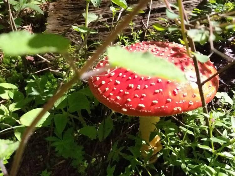Reino Fungi: hiking, recolección de hongos y comida deliciosa