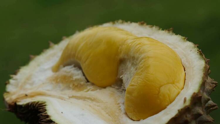 D24 durian
