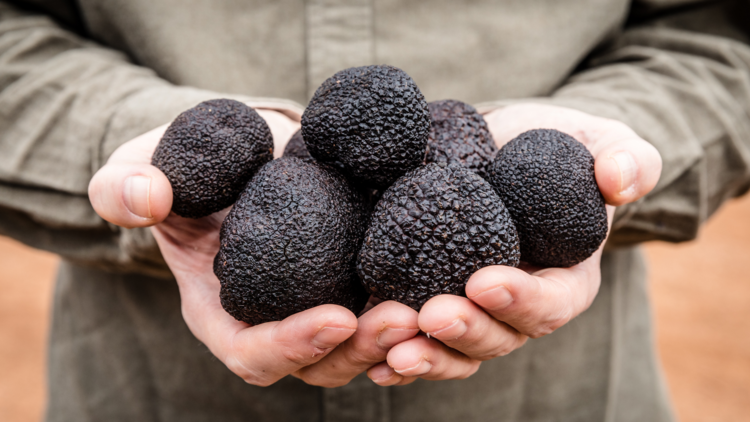 Hands holding whole truffles