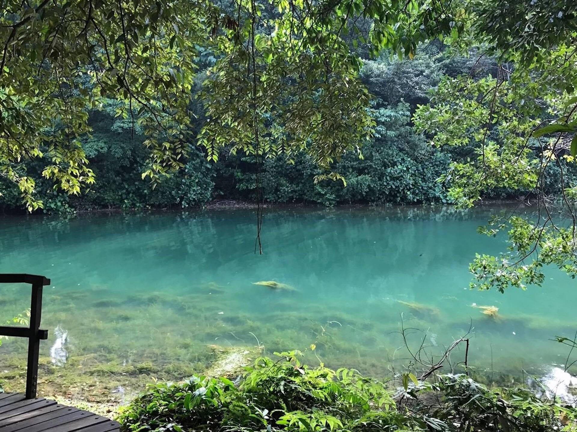 The Ultimate Guide To MacRitchie Reservoir