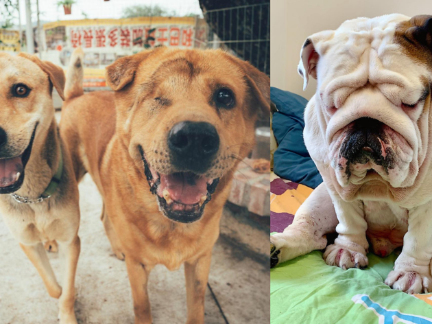Home for Homeless Dog Home for Homeless Dog