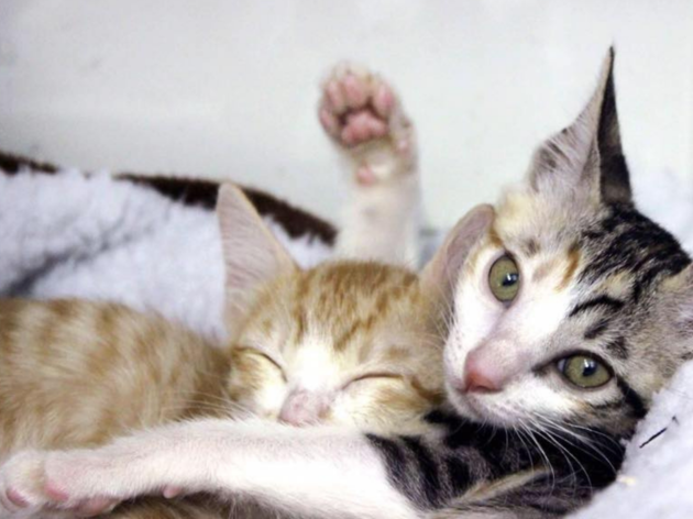 Hong Kong Cats Charity Hong Kong Cats Charity