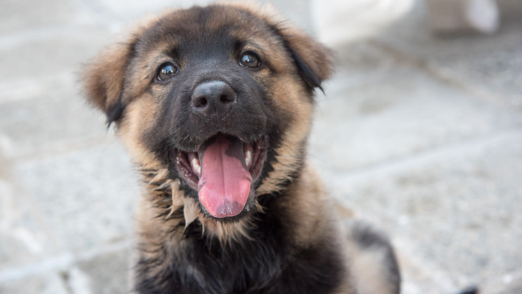 Hong Kong Dog Rescue