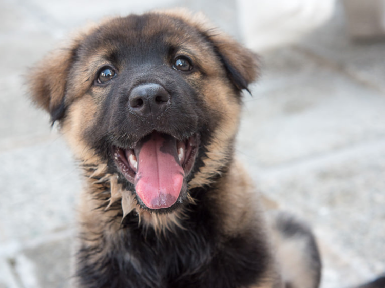 Hong Kong Dog Rescue