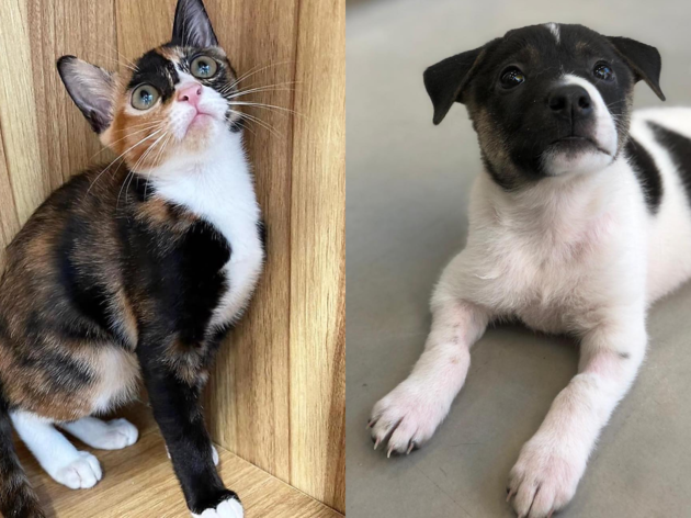 Paws United Charity (PUC) Paws United Charity (PUC)