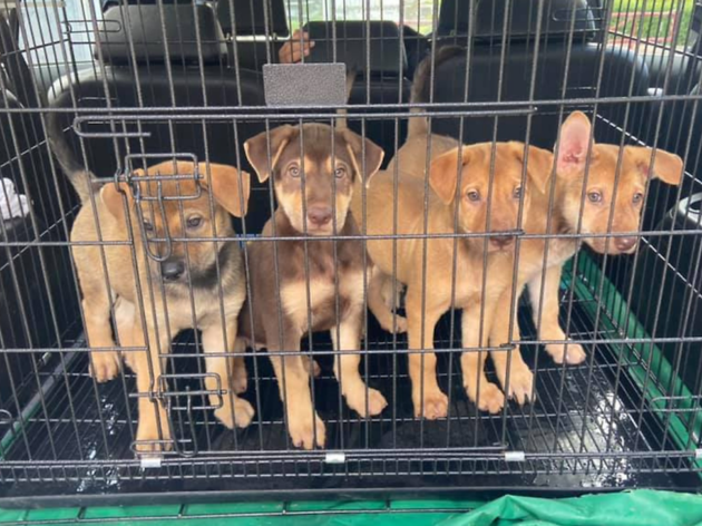 Sai Kung Stray Friends Foundation Sai Kung Stray Friends Foundation